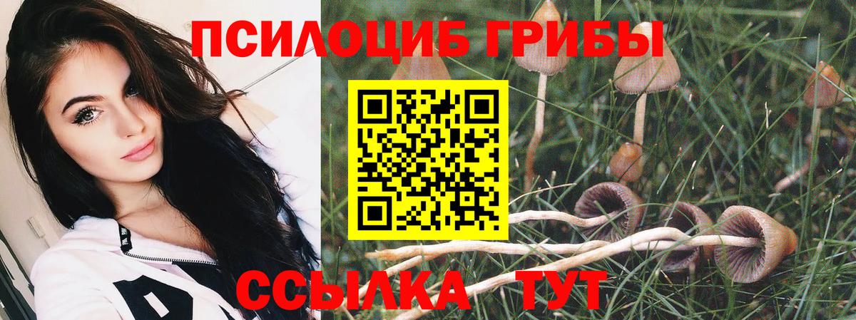 Дербент  Галлюциногенные грибы Psilocybine cubensis  Вход с VPN 