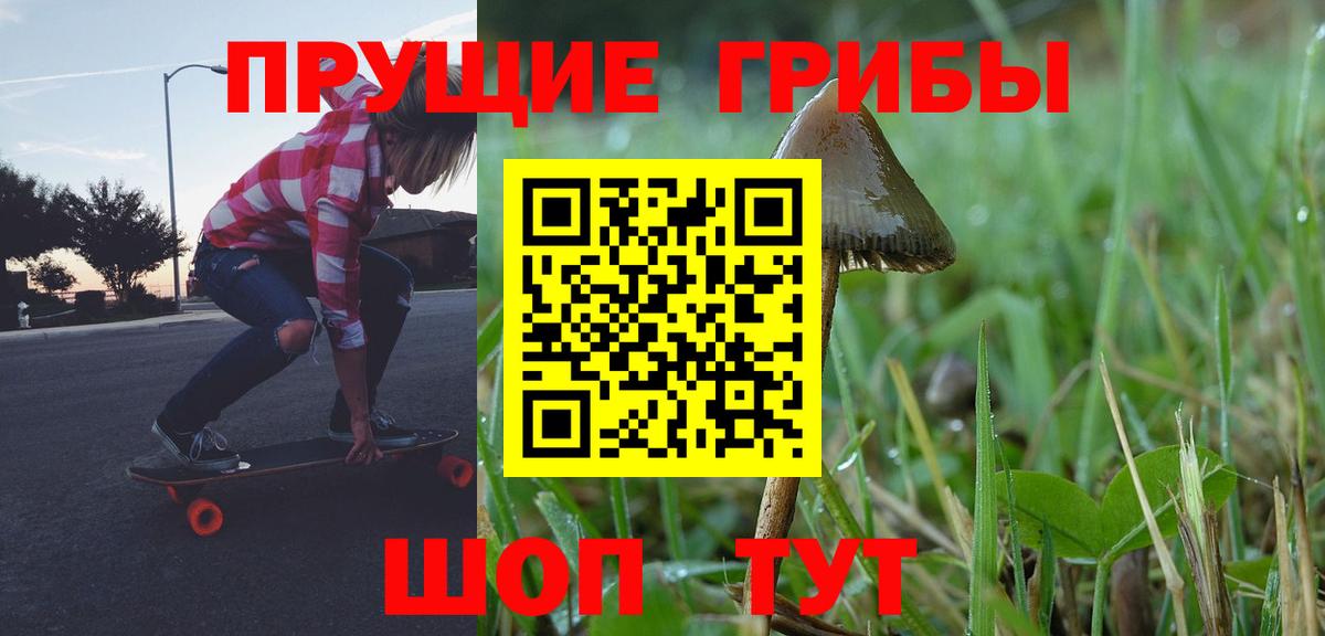 Псилоцибиновые грибы Psilocybe Дербент